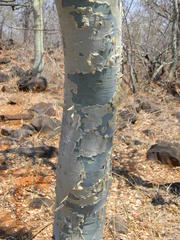 Commiphora tenuipetiolata