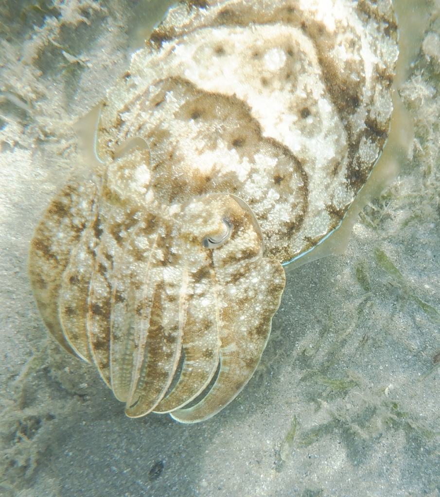 Rhombosepion prashadi