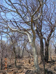Commiphora tenuipetiolata