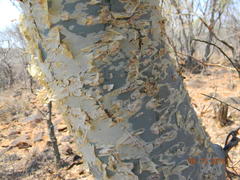 Commiphora tenuipetiolata