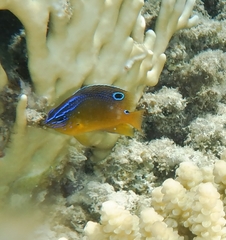 Sombre Damselfish photo 3