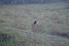Melaenornis pammelaina
