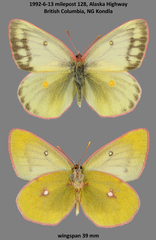 Colias canadensis