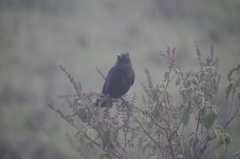 Melaenornis pammelaina