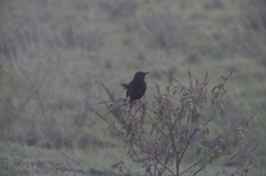 Melaenornis pammelaina