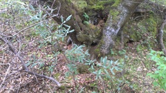 Frangula californica tomentella