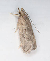 Helcystogramma melantherella