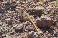 Crotaphytus nebrius