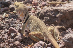 Crotaphytus nebrius