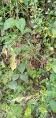 Arracacia moschata