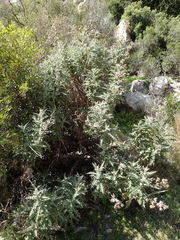 Berkheya heterophylla