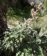 Berkheya heterophylla