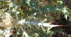 Berkheya heterophylla