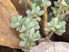 Crassula arborescens