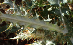 Berkheya heterophylla