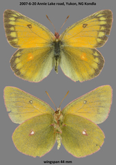 Colias canadensis
