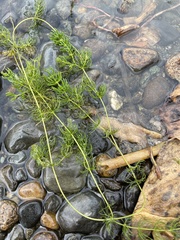 Ceratophyllaceae