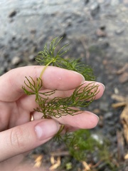 Ceratophyllaceae