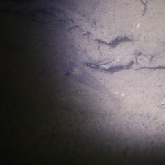 Macrobrachium nipponense