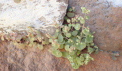 Crassula nemorosa
