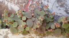 Crassula nemorosa