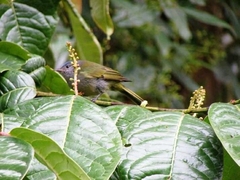 Conirostrum albifrons