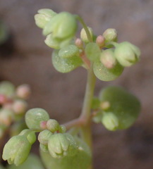 Crassula nemorosa