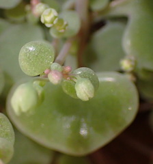 Crassula nemorosa