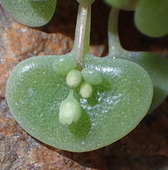 Crassula nemorosa