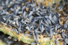 Baizongia pistaciae