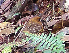 Malacoptila mystacalis