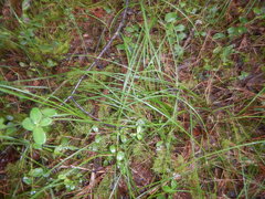 Carex globularis