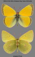 Colias canadensis