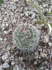Coryphantha clavata