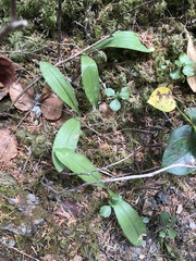 Clintonia uniflora