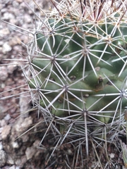 Coryphantha clavata