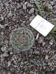 Coryphantha clavata