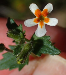 Lyperia formosa