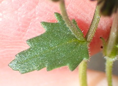 Lyperia formosa