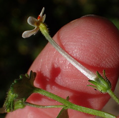 Lyperia formosa