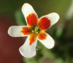 Lyperia formosa