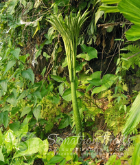 Amorphophallus titanum