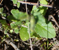 Lyperia formosa