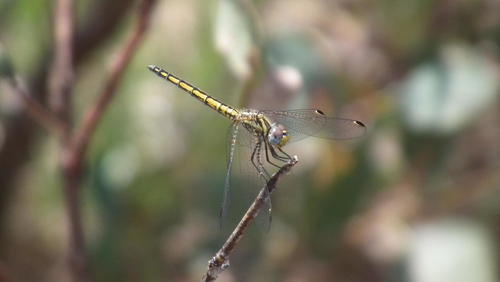 Navy Dropwing