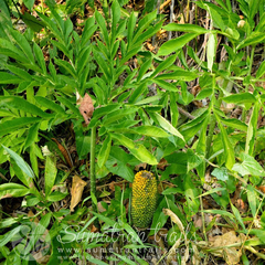 Amorphophallus titanum