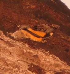 Ulotrichopus variegatus