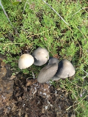 Panaeolus cyanescens