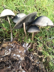 Panaeolus cyanescens