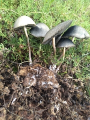 Panaeolus cyanescens
