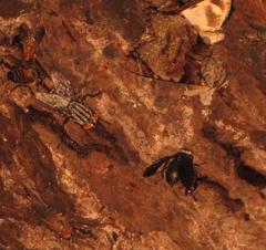 Ulotrichopus variegatus
